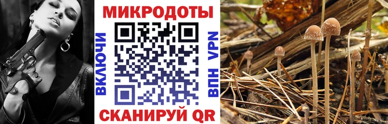 Псилоцибиновые грибы Psilocybine cubensis  Сольвычегодск 